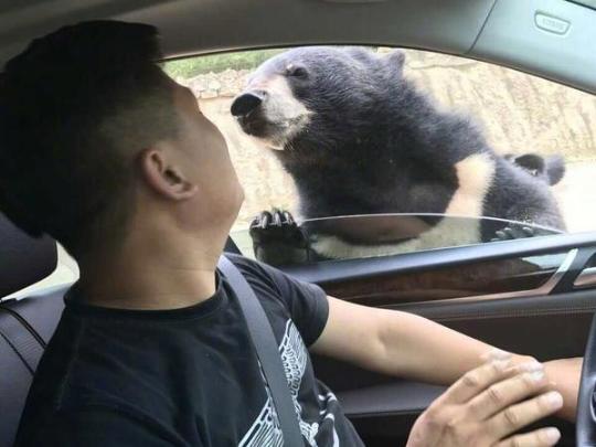 熊咬人视频公布:黑熊被驱赶后游客继续违规投食