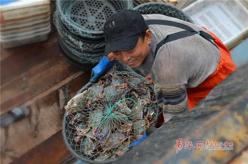 又是菊黄蟹肥时 一斤多重螃蟹抢滩青岛节日市场
