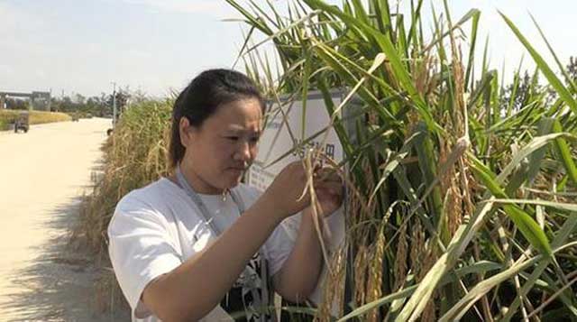 青岛海水稻今收割 30多位专家现场测产(图)