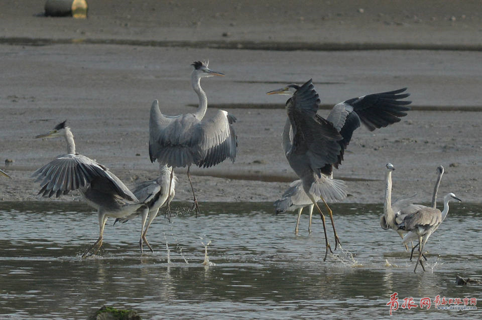 青岛湿地候鸟结群抢秋膘 为争食物领地相互追逐
