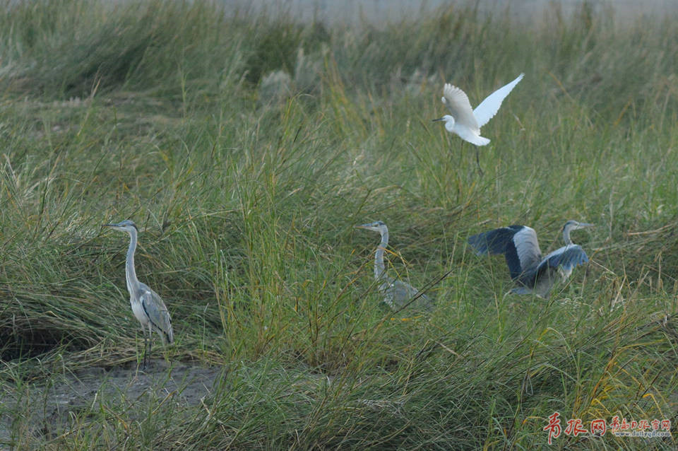 青岛湿地候鸟结群抢秋膘 为争食物领地相互追逐