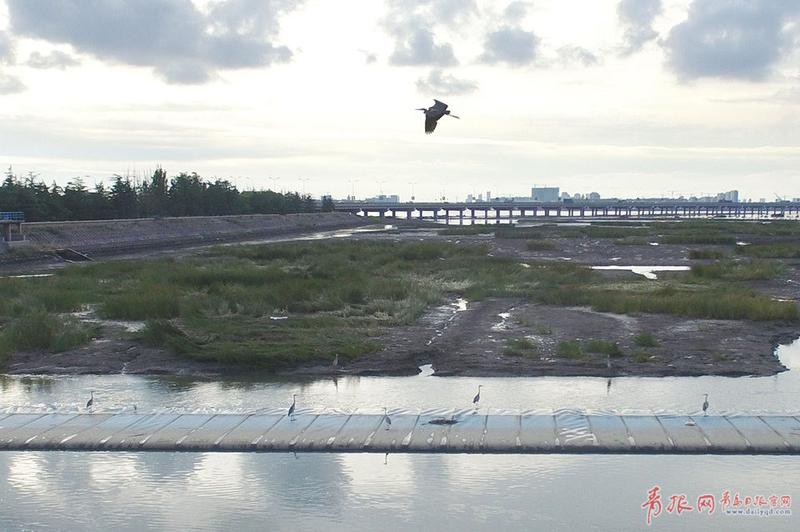 青岛湿地候鸟结群抢秋膘 为争食物领地相互追逐