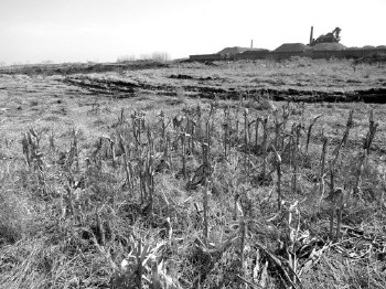法家园村,这里曾是百亩良田,如今杂草丛生,土坑深近一米,泥土不知去向。