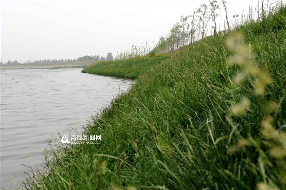 高清:大沽河治理工程基本完工 母亲河风景如画