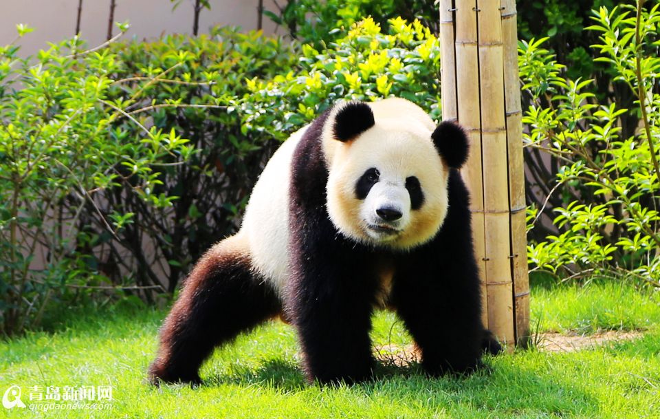 高清：两只大熊猫今日亮相青岛