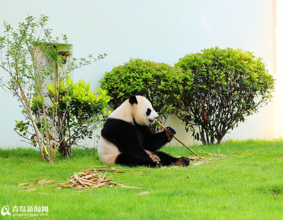高清：两只大熊猫今日亮相青岛