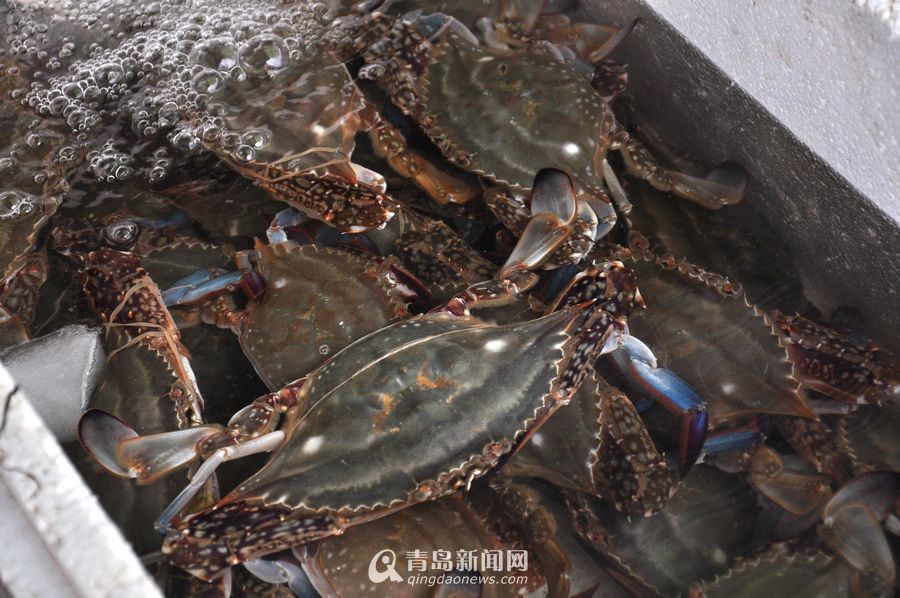 北海哪里海鲜便宜_海鲜大礼包_江苏哪里海鲜便宜(2)