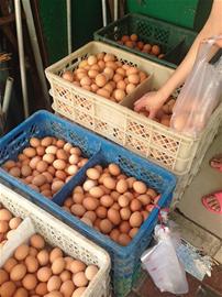 青岛鸡蛋价格暴涨逼近1元1个 中秋过后仍难降