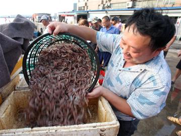 青岛水产品合格率超99% 年捕捞量116万吨
