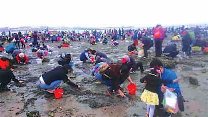 青岛挖蛤蜊火上新闻联播 四成游客来自外地