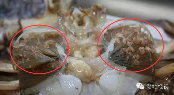 不熟螃蟹易感染肺吸虫病