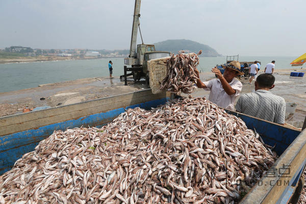 开海首日遇大风 巴掌大红鱼堆成山价格一元一斤