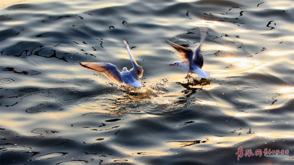 青岛迎来最美赏鸥季 海鸥水面觅食展蓬勃英姿