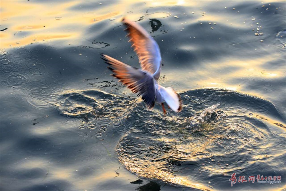 青岛迎来最美赏鸥季 海鸥水面觅食展蓬勃英姿