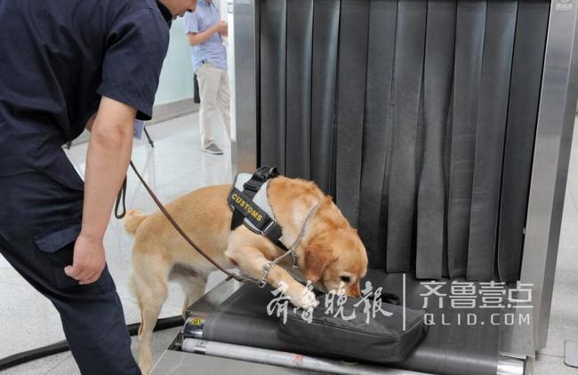 缉毒犬发威 青岛机场协助侦破10余起毒品走私案