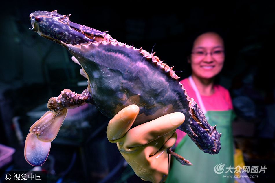 一斤重大螃蟹“占领”青岛市场 外来海鲜唱主角