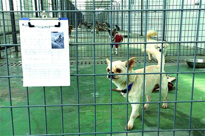 犬只收养基地300只流浪狗可领养