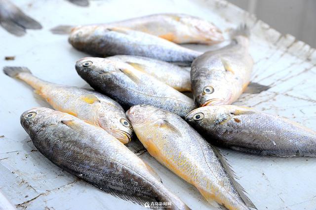 春捕季海货馋人 细数市场上人气海鲜王