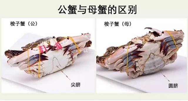 轮播螃蟹  挑:蟹肉肥美,营养丰富,常吃的螃蟹一般都是梭子蟹和赤甲红.