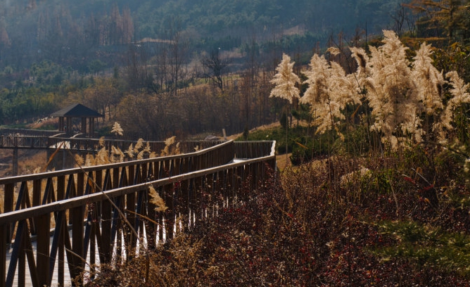 青岛将打造丹山岭森林公园