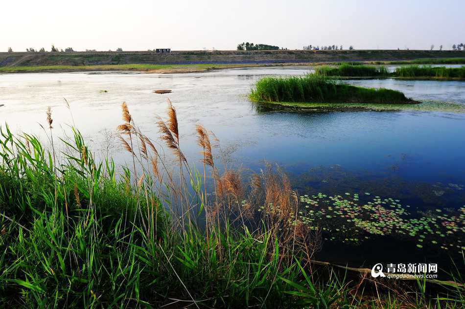 平度大沽河湿地公园图片