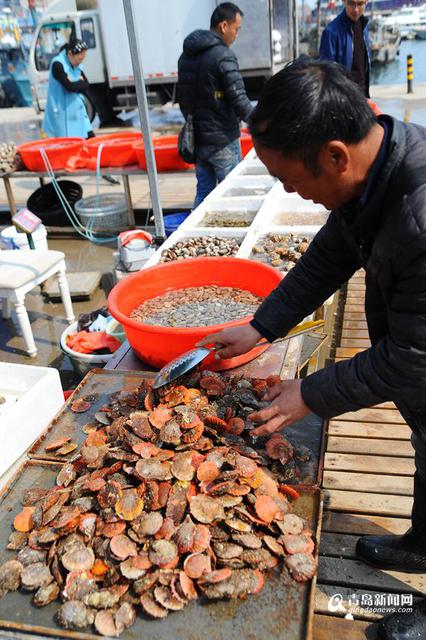 高清：春日渔港海捕对虾抢镜 最大单只三两重