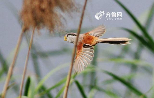 “鸟中熊猫”震旦鸦雀现身青岛入海口(组图)